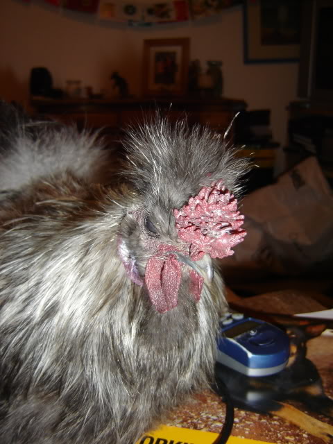 Gandalf the Silkie Rooster